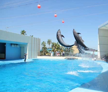 横浜八景島シーパラダイスの混雑予想や駐車場情報など訪れる前に役立つ9つのこと Buzzlog