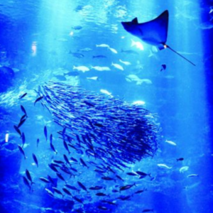 割引クーポン公開中 京都水族館の入館料金を安くする3つの方法 Buzzlog