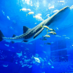沖縄美ら海水族館の割引クーポンをゲットしよう 入館料金を安くする方法まとめ2選 Buzzlog